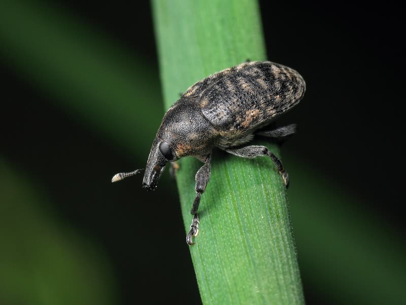 Larinus turbinatus Gyllenhal, 1835